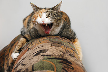 Image showing cat lying on the couch