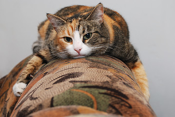 Image showing cat lying on the couch
