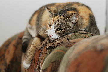 Image showing cat lying on the couch