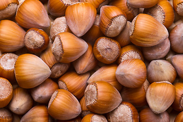 Image showing Hazelnuts