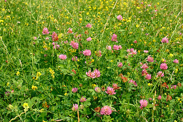 Image showing Many wild clover flowers