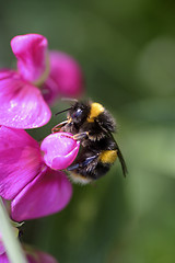 Image showing Bumble Bee