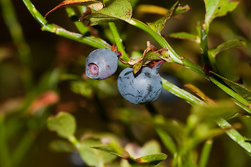 Image showing blueberries