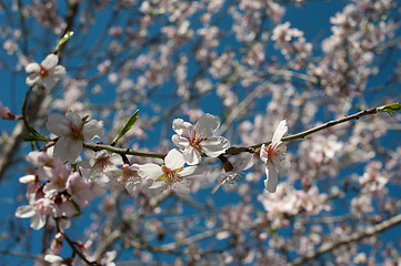 Image showing Almond blossom