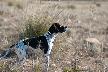 Image showing Pointer hunting dog