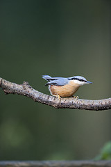 Image showing Nuthatch (Sitta europaea)