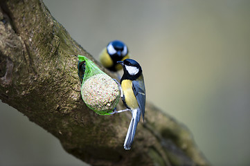 Image showing Great Tits (Parus major)