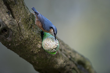 Image showing Nuthatch (Sitta europaea)