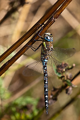 Image showing Dragonfly