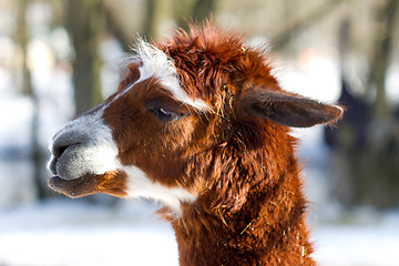 Image showing Alpaca head