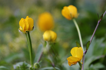 Image showing Buttercups