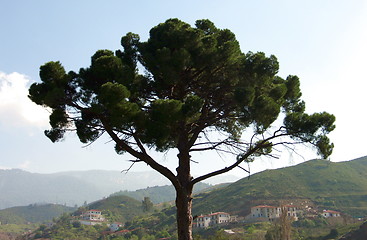 Image showing Giant tree. Galata. Cyprus