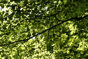 Image showing Tree Canopy