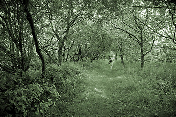 Image showing Sping forest walk