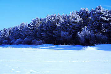 Image showing frozen treen in winter forest