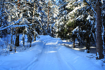 Image showing frozen treen in winter forest