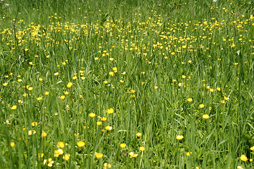 Image showing Buttercup Field