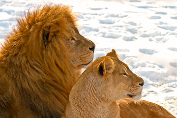 Image showing Lion couple lying in the snow