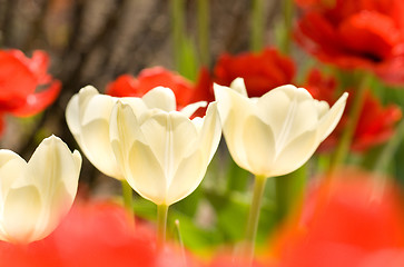 Image showing Close-up of three white Tulips 
