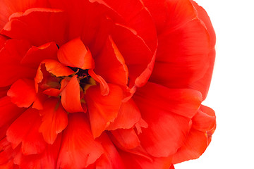 Image showing Close-up of red tulip isolated