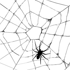 Image showing Grunge web spider 