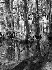 Image showing Trees reflections