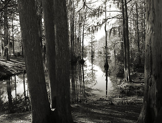 Image showing Deep swamp