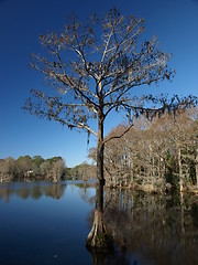 Image showing Big tree