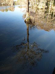 Image showing Tree in the water
