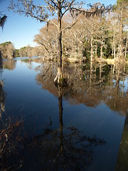 Image showing Tree shadow