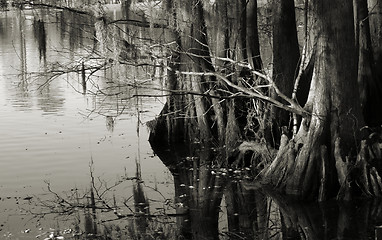 Image showing Swamp reflections