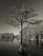 Image showing Lonely tree