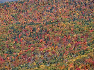 Image showing Trees