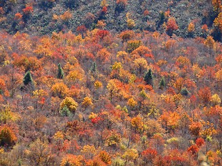 Image showing Colors of fall