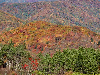 Image showing Gumball view