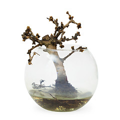 Image showing Failed bonsai tree - dead small plant in aquarium