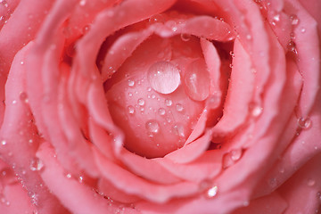 Image showing Rose with beautiful drops