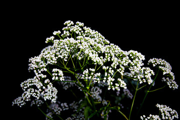 Image showing Inflorescences umbellate plants on black