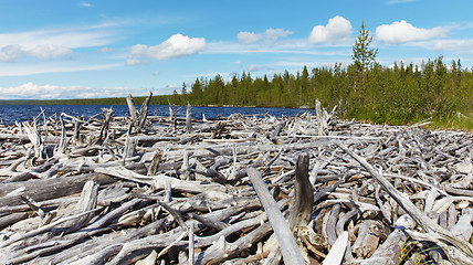 Image showing Dead wood on shore of Lake