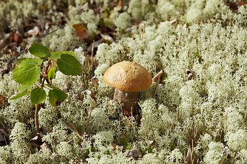 Image showing Birch mushroom