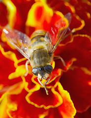Image showing Hoverfly on red flower