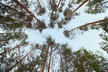 Image showing Sky in zenith - pine wood