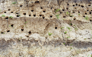 Image showing Holes dug by swallows in river bank