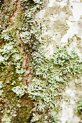 Image showing Birch bark with green lichen