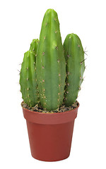 Image showing Few decorative cactus in one pot