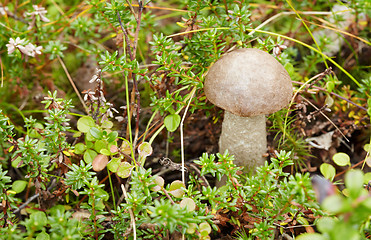 Image showing Among moss in forest mushroom growing