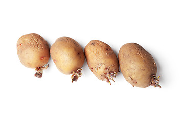 Image showing Potato tubers ready for planting in a ground