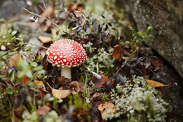 Image showing Red fly agaric