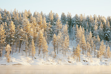 Image showing Frozen coniferous wood covered with snow