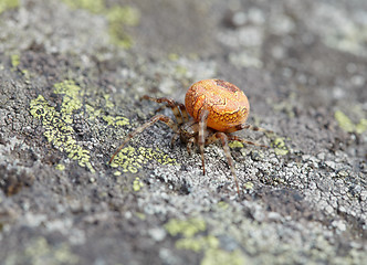 Image showing Large orange spider on stone